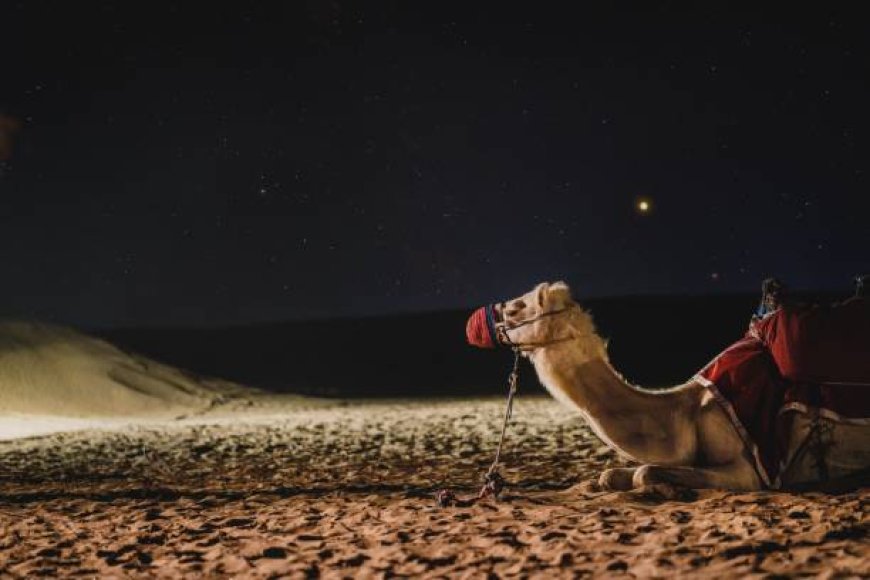 Top 7 Camel Riding Experiences in Dubai’s Deserts