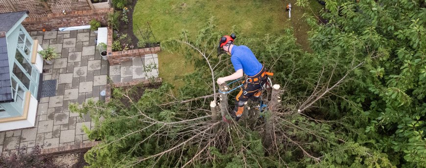 Professional Tree Surgeon Services in Middlesbrough