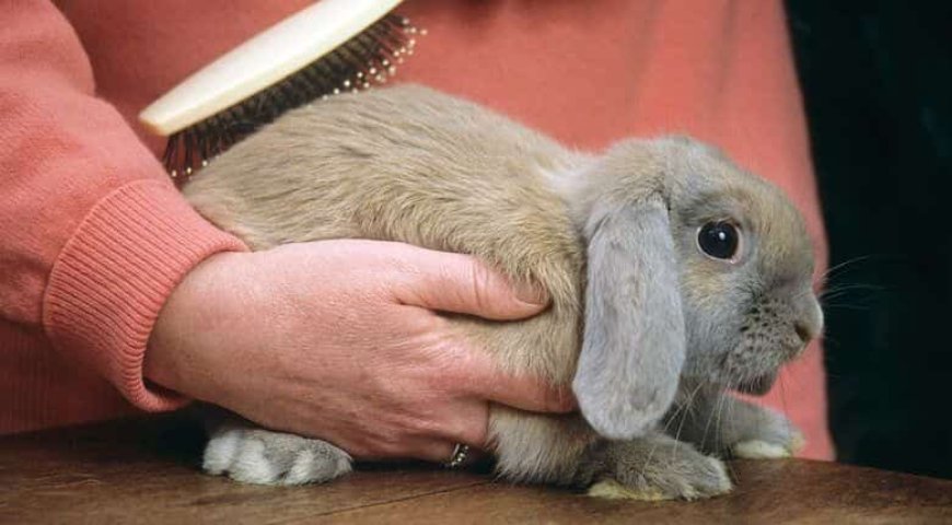 Affordable and Reliable Rabbit Grooming Services in Abu Dhabi: The Best Choice for Your Pet