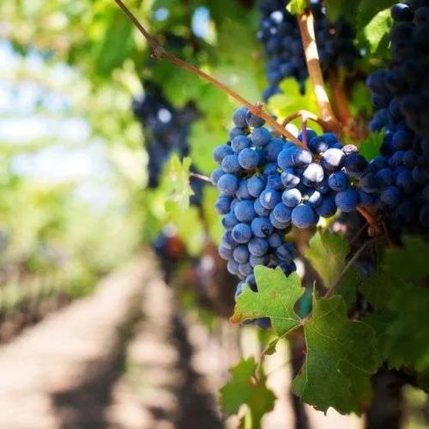 Exploring the Best of Hunter Valley: An Unforgettable Experience with Hunter Valley Wine Tours