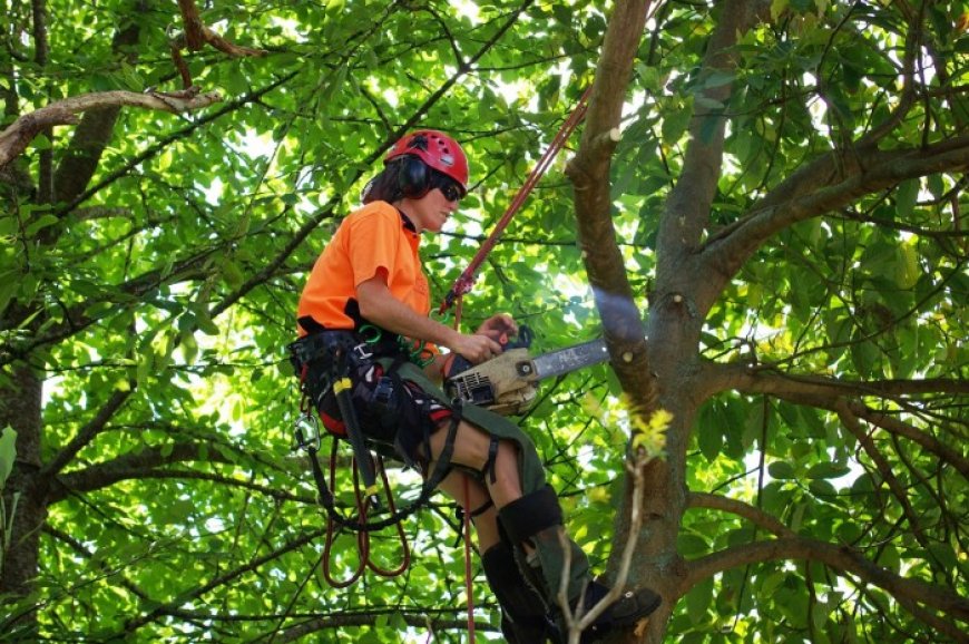 How to Find Certified Arborists Near Me: Your Guide to Expert Tree Care