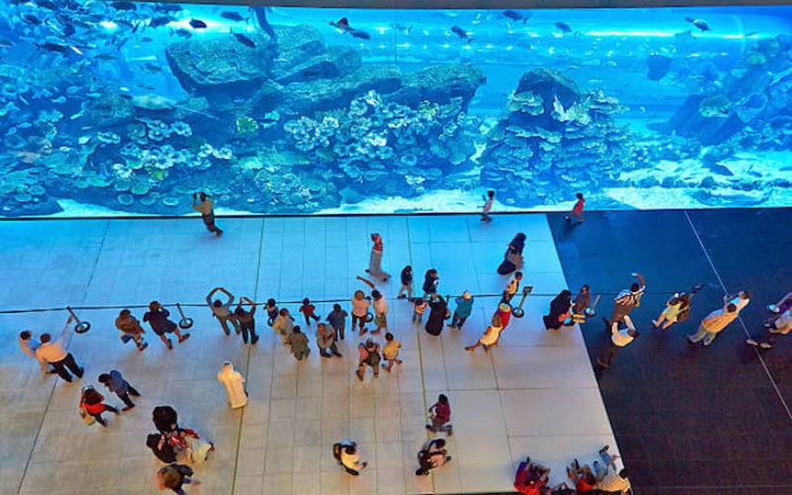 The Dubai Mall Aquarium: The Ultimate Marine Adventure