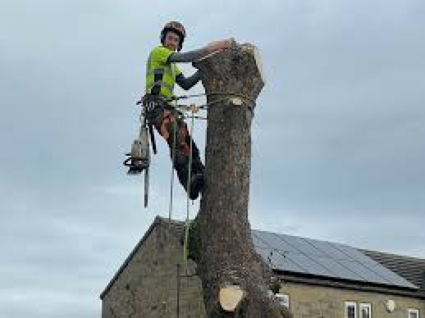 Tree Surgeon Huddersfield: Affordable, Experienced, and Local