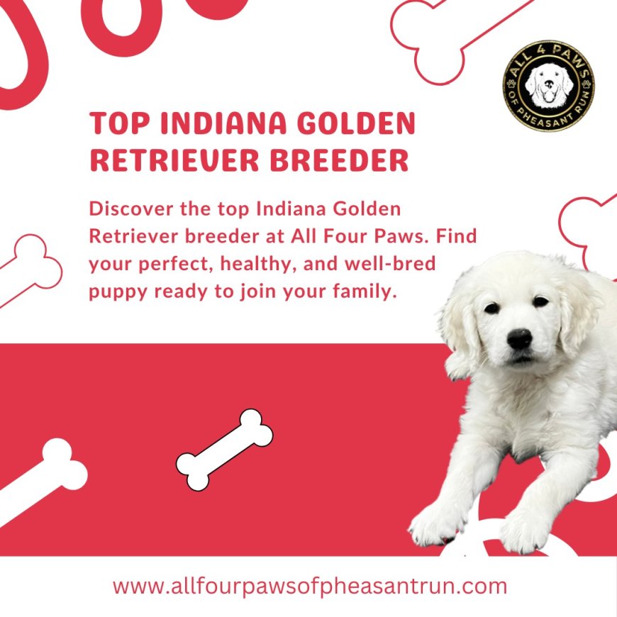 Champion Breed Golden Retrievers for Sale in the Midwest: Puppies Available in Michigan and Chicago - All Four Paws