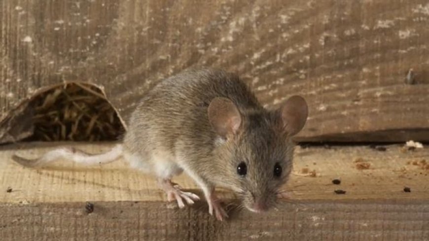 Why You Need a Rodent Control and Removal Company in Maple Ridge