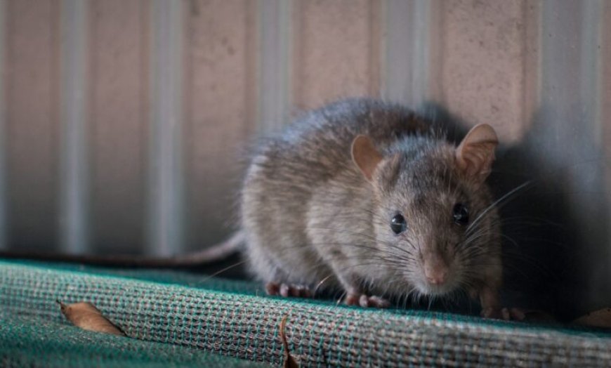 Why You Need the Best Rat and Mice Control Company in Surrey Now