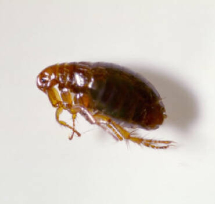 Comprehensive Guide to Bed Bug Control Tillsonburg