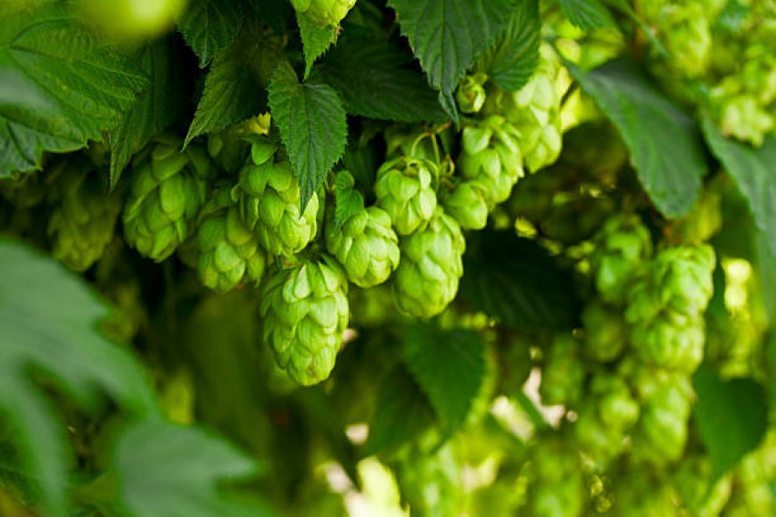 How Do Hop Vines Contribute to Beer’s Aroma and Bitterness?