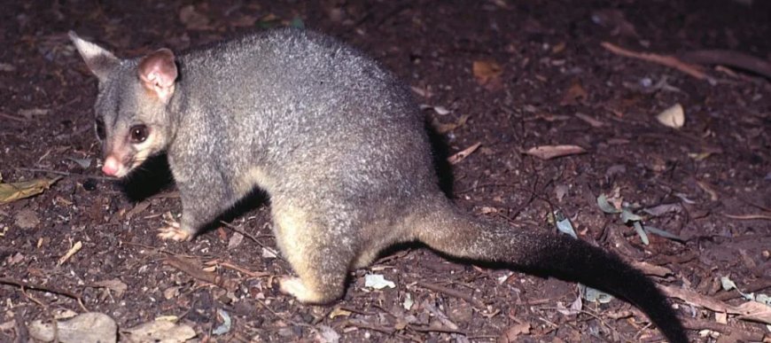 Safe and Humane Possum Removal Solutions in Melbourne