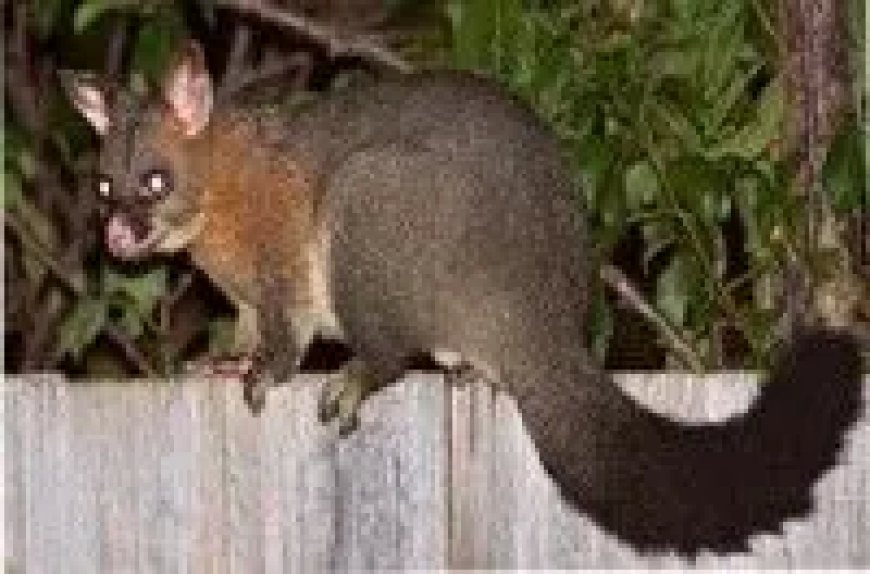 Safe and Humane Possum Removal Solutions in Melbourne