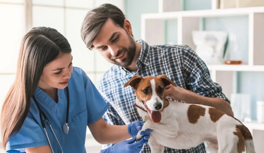 Signs Your Pet Needs Emergency Care: Recognizing Critical Health Issues