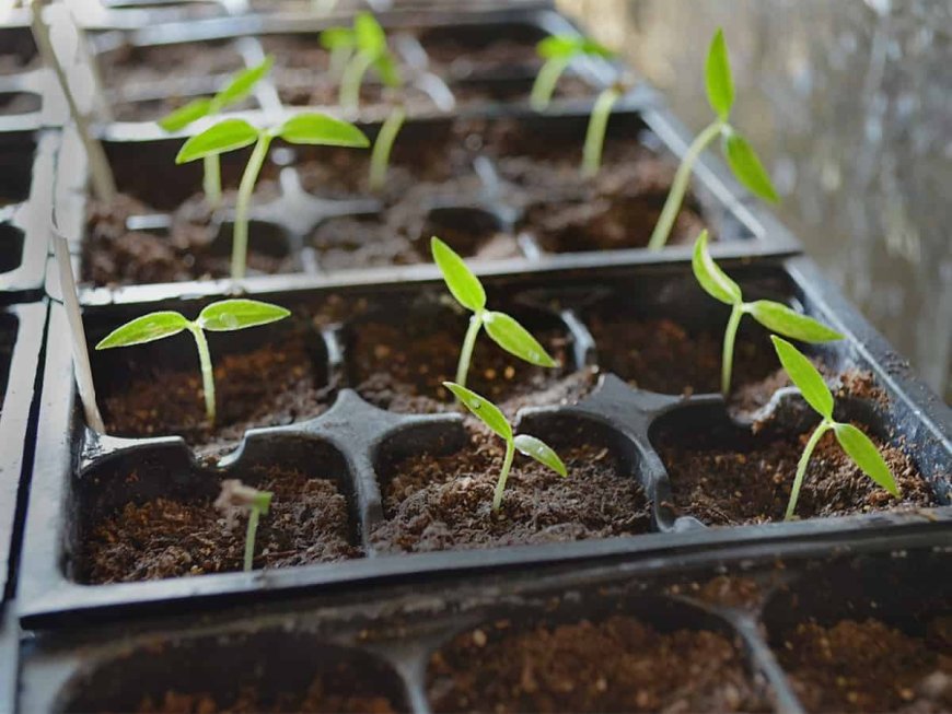 How to Grow and Care for Pepper Seedlings: The First Step to a Healthy Harvest