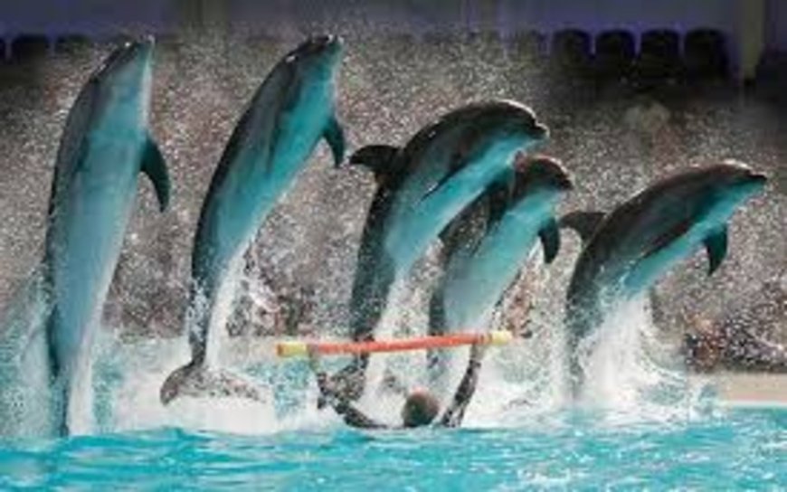 Top 5 Reasons to Visit Dubai Dolphinarium