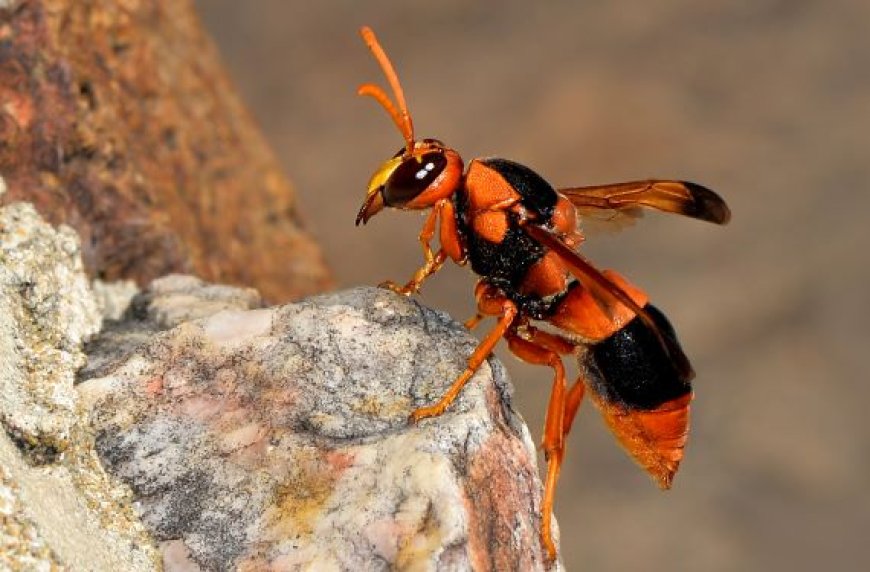 The Role of the Australian Hornet in Melbourne’s Ecosystem and Managing Their Risks