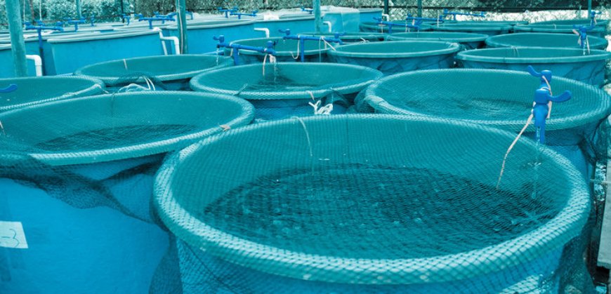 Leading Aquaculture Companies in the Middle East: A Growing Industry of Sustainable Seafood Production