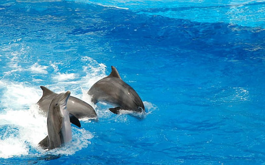 Explore the Wonders of Dubai Dolphinarium