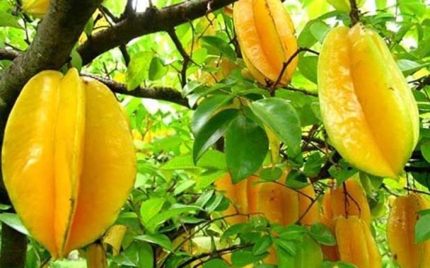 Keys to Running a Profitable Starfruit Processing Plant Setup Report 2024: Cost Details