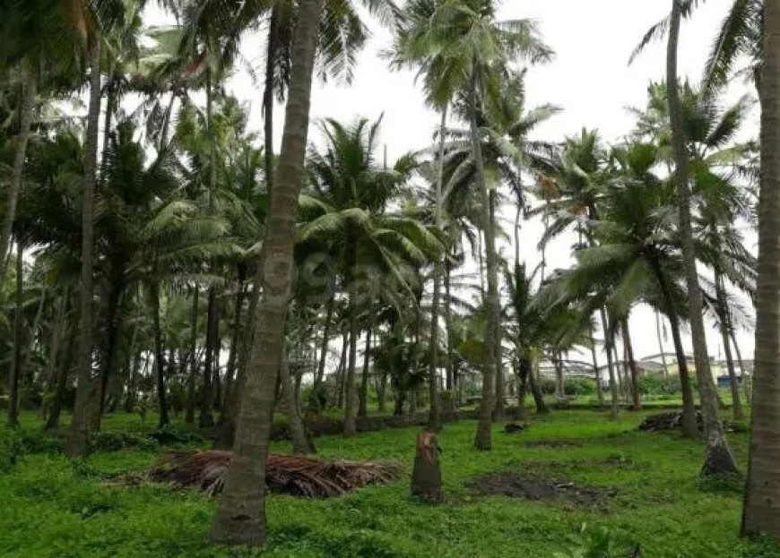 Your Guide to Finding the Best Cheap Land in Goa for Sale