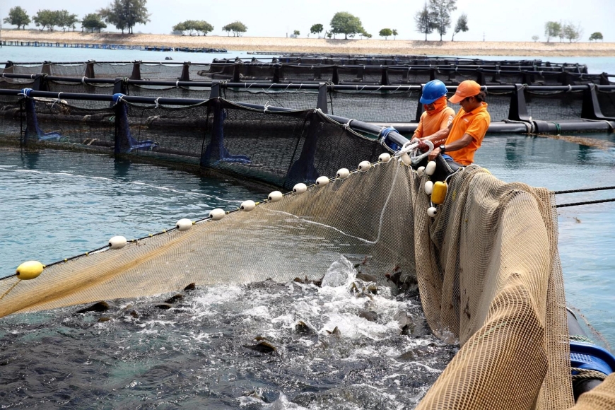 Revolutionizing Seafood Supply: The Growth of Fish Farms in the Middle East