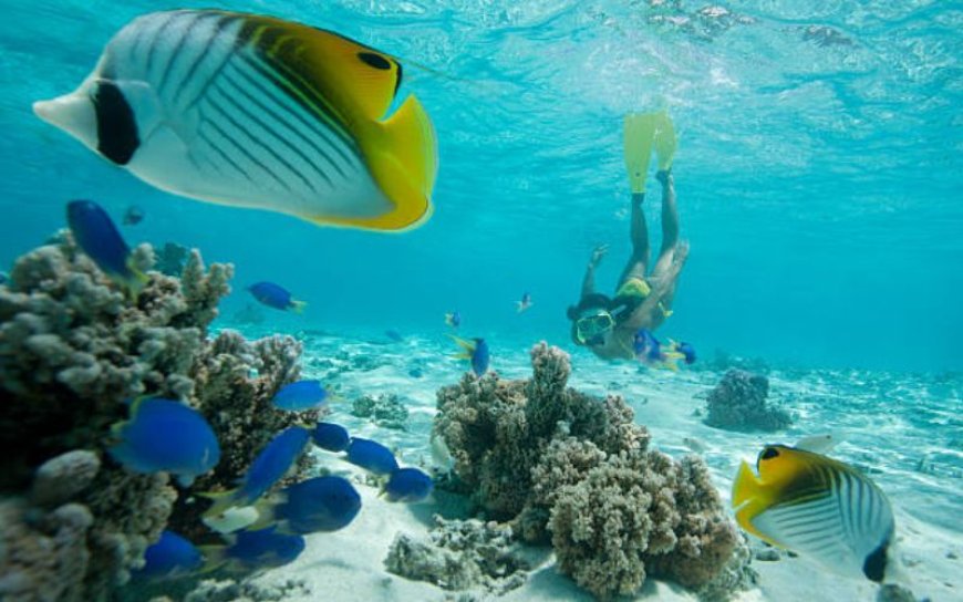 Top Diving and Snorkeling Spots in Fujairah