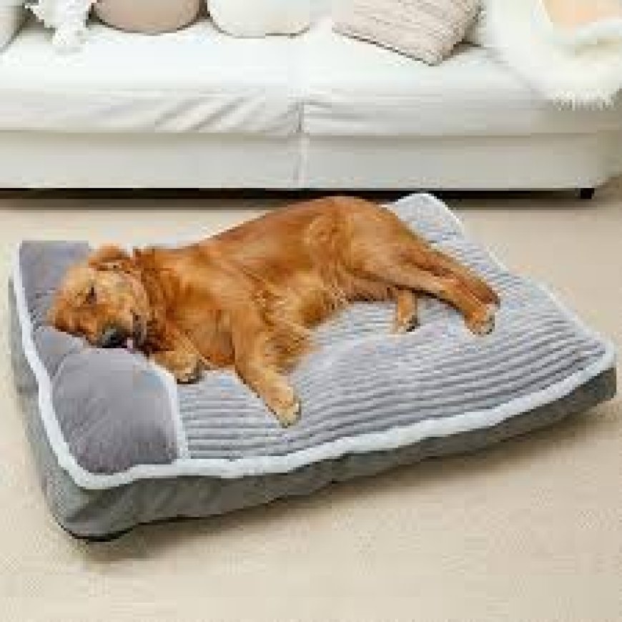 The Importance of Choosing the Right Dog Beds for Your Pet’s Comfort