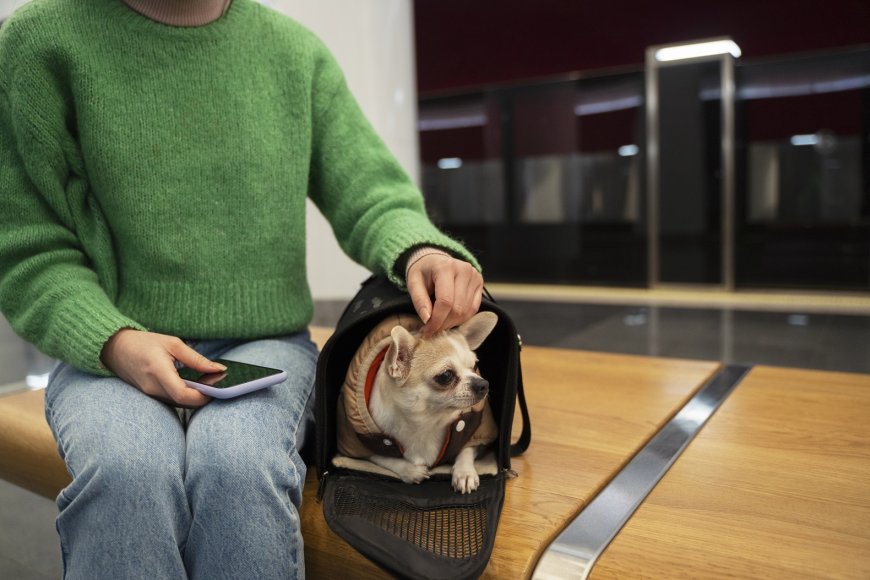 Tips for Reducing Your Dog’s Anxiety During Boarding