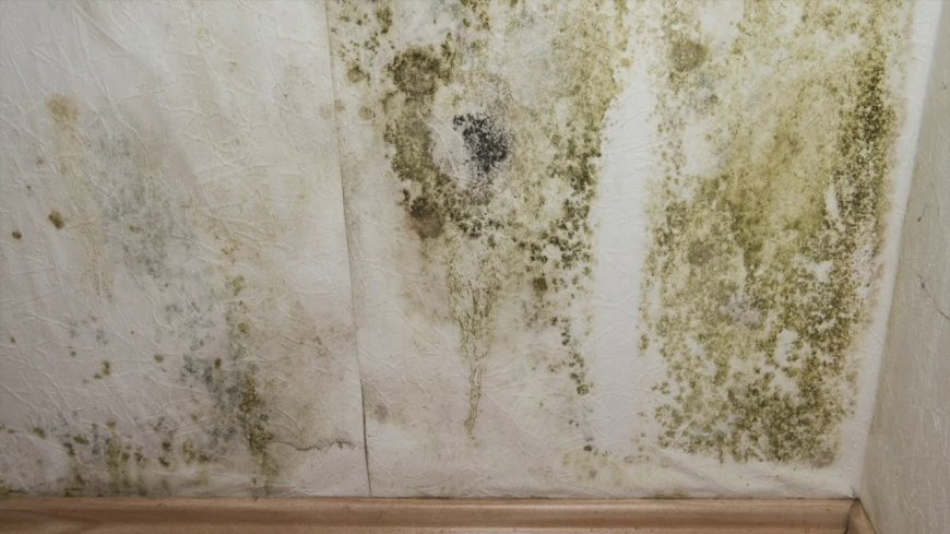 How To Remove Mold From The Walls?