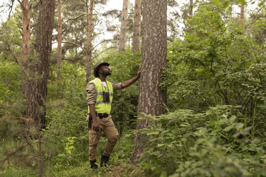 Affordable Tree Service: Expert Care Without Breaking the Bank