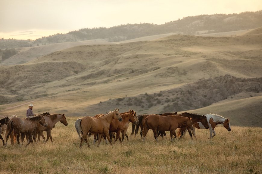 Top Horse Names: Finding the Perfect Name for Your Equine Companion