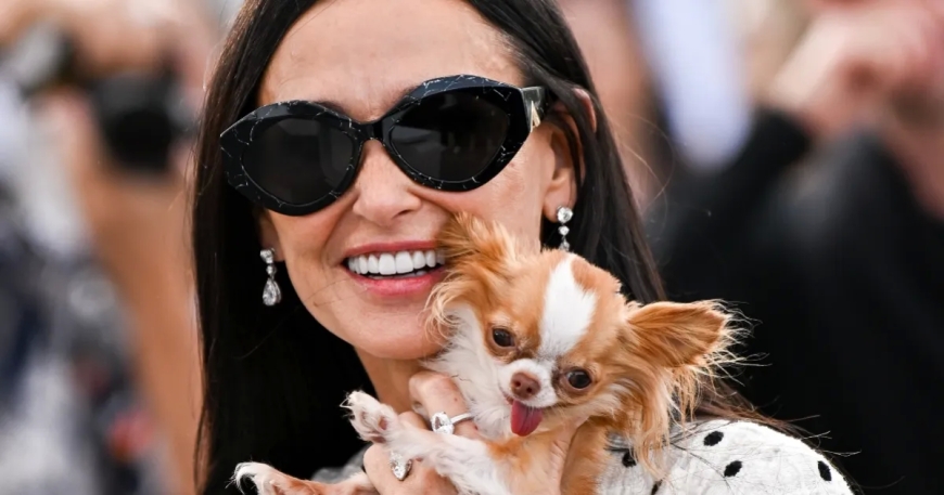 Hollywood's Furry Friends: A Peek Into Celebrity Pet Life