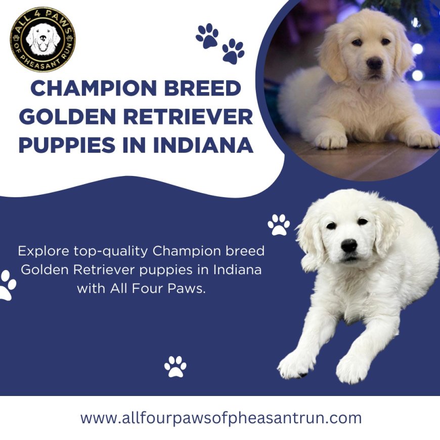 Champion Bloodline Golden Retrievers & Puppies Available in Indiana, Midwest, and Florida