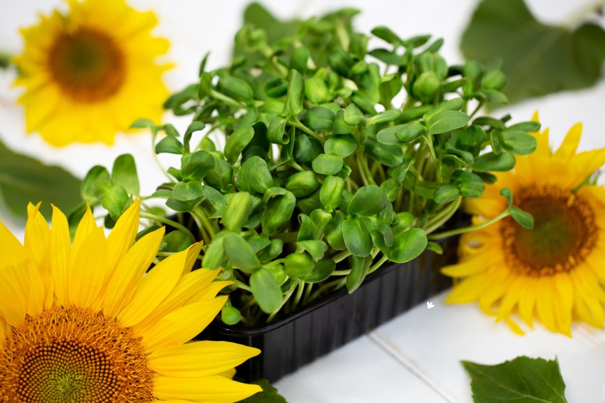 Sunflower Shoots Microgreens: A Gardener’s and Foodie’s Dream