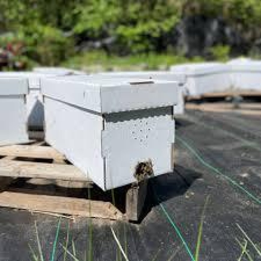 Beekeeping Supplies Available in Cary, NC