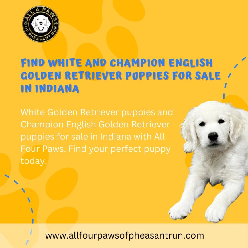 All Four Paws: Champion Bred Golden Retrievers and Puppies in Indiana, Midwest, Florida, and Michigan