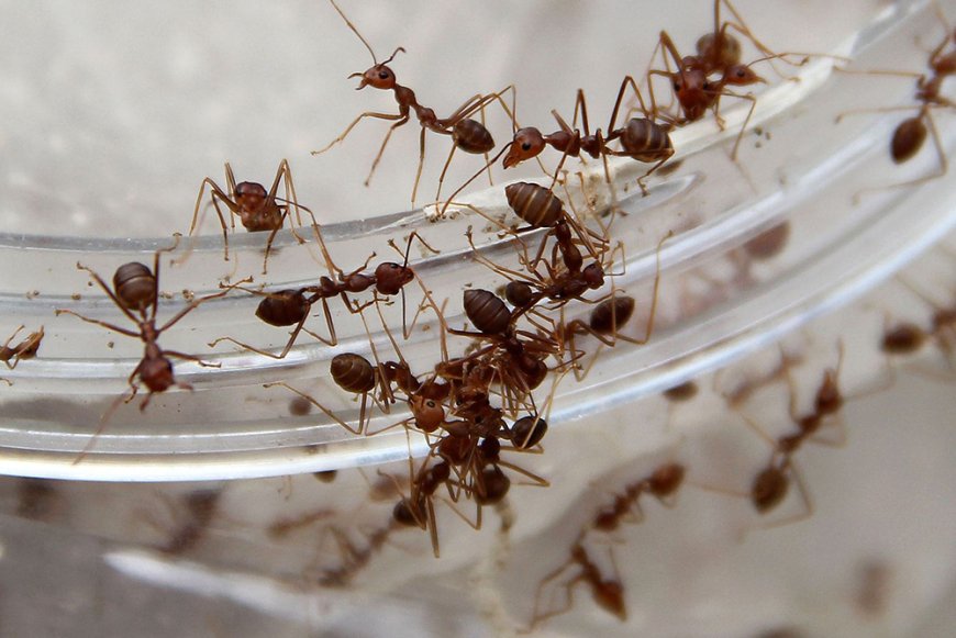 Top Ant Control Abbotsford Services – No More Ant Problems