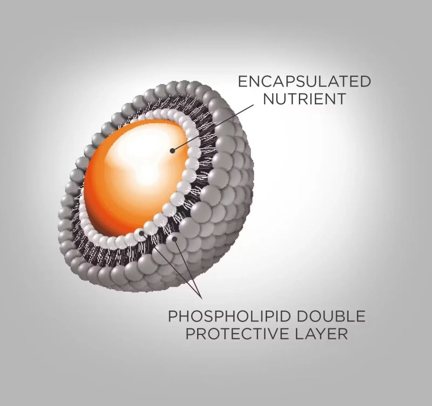 Liposomal Encapsulation Technology: Breakthrough in Nutrient Delivery