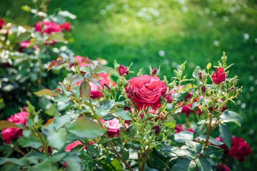 Understanding the Harvesting Process in Rose Farming