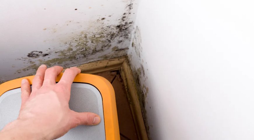 Why Mold Testing in Redondo Beach and Indoor Air Quality Testing Are Essential for Your Home's Well-being