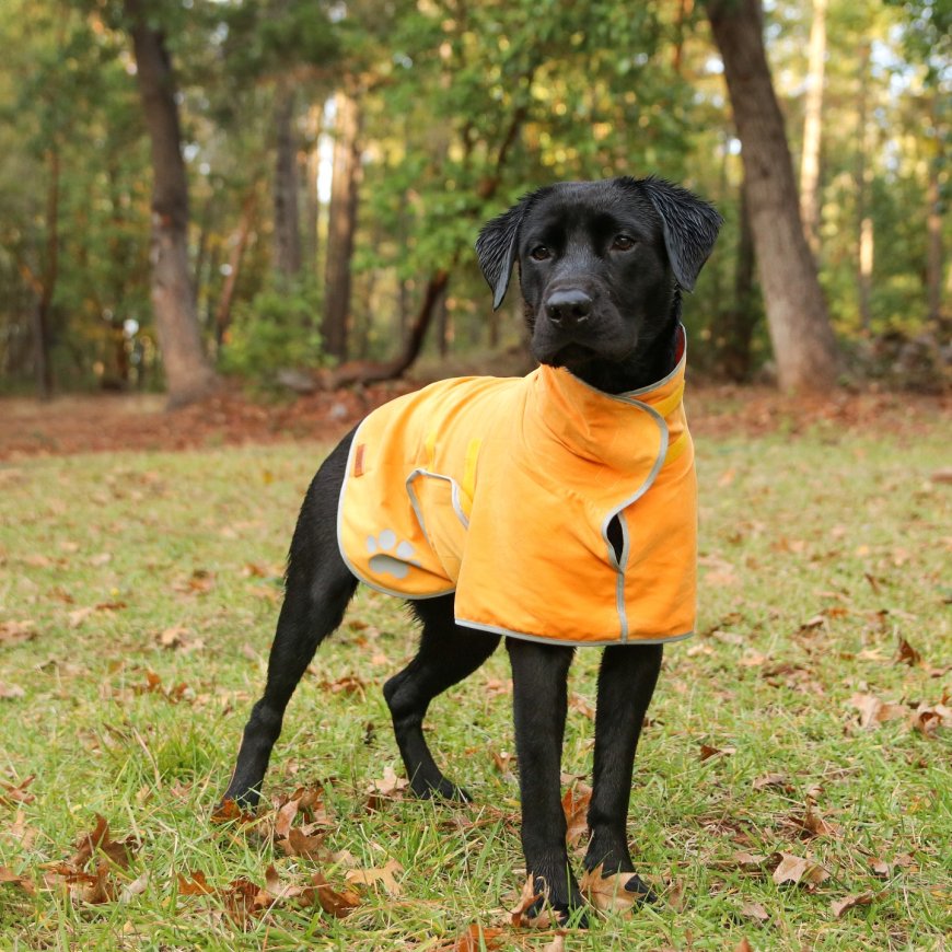 When Every Drop Counts: Why Your Dog Needs a Drying Robe for Ultimate Comfort