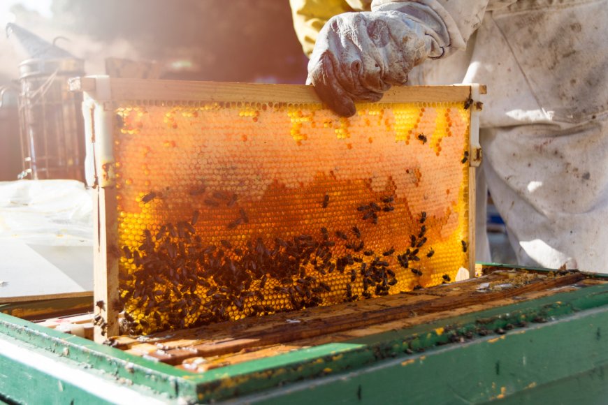Effective Beehive Monitoring System: Smart Tips to Keep Ants Out & Monitor Bee Health