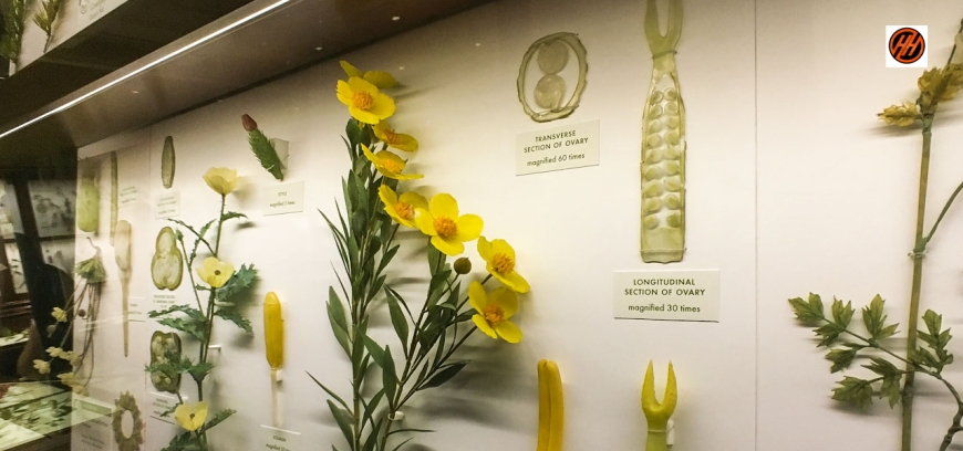 Why Scientists Call the Valley of Flowers Trek a Living Floral Lab