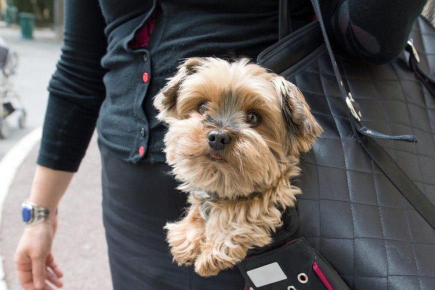 The Ultimate Guide to Choosing a Dog Travel Suitcase for Stress-Free Trips