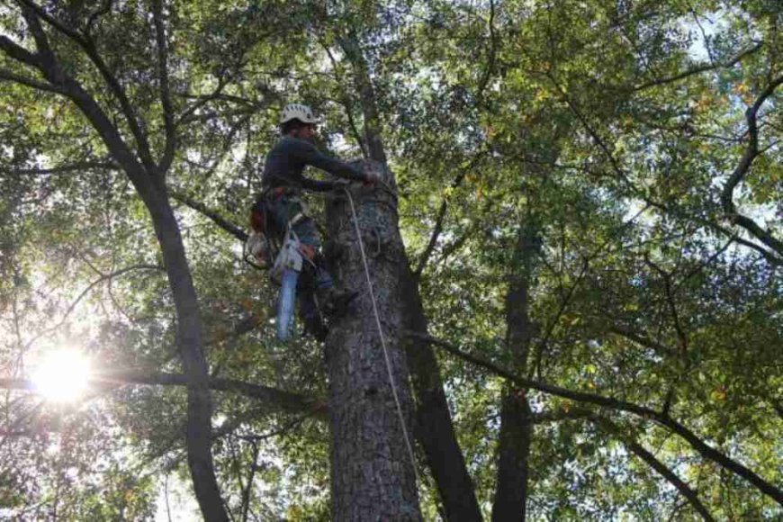 The Ultimate Guide to Tree Pruning: Techniques, Benefits & Best Practices