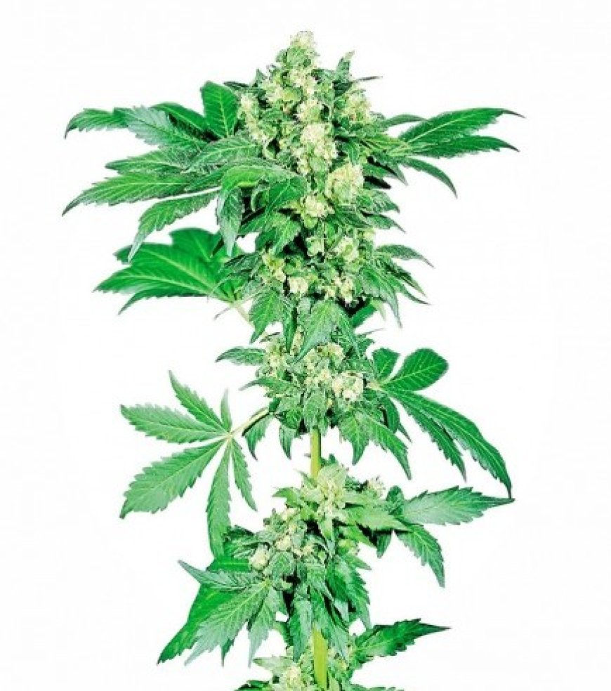 Cannabis Seeds for Sale: Discover the Best Genetics with The Clone Conservatory