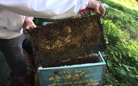 Why Bees Gather Around Garbage Disposal Areas and How to Stop It