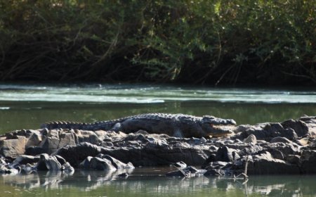 African Travel Guide Planning the Perfect Southern African Adventure with Seasonal Weather Insights