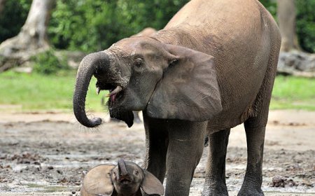 Elephant Armor Coating That Lasts in Montana Weather
