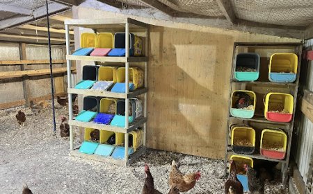 Why Free- Range Eggs Are getting a Preferred Choice for Health-Conscious Buyers