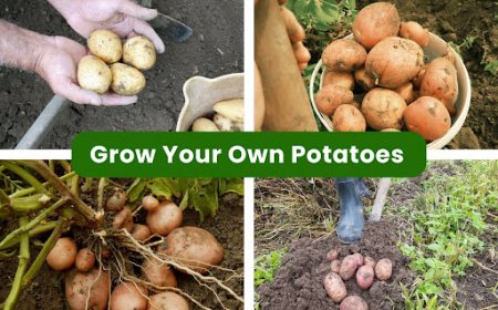 Spring Planting Potatoes: East Bay Guide to 6 Varieties