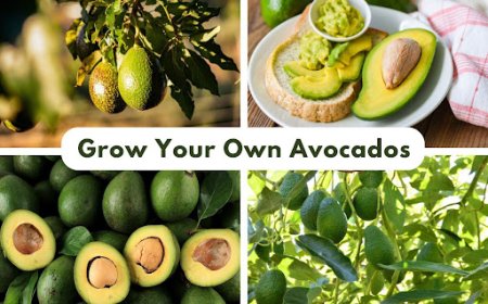 Backyard Fruit Trees East Bay | Evergreen Nursery